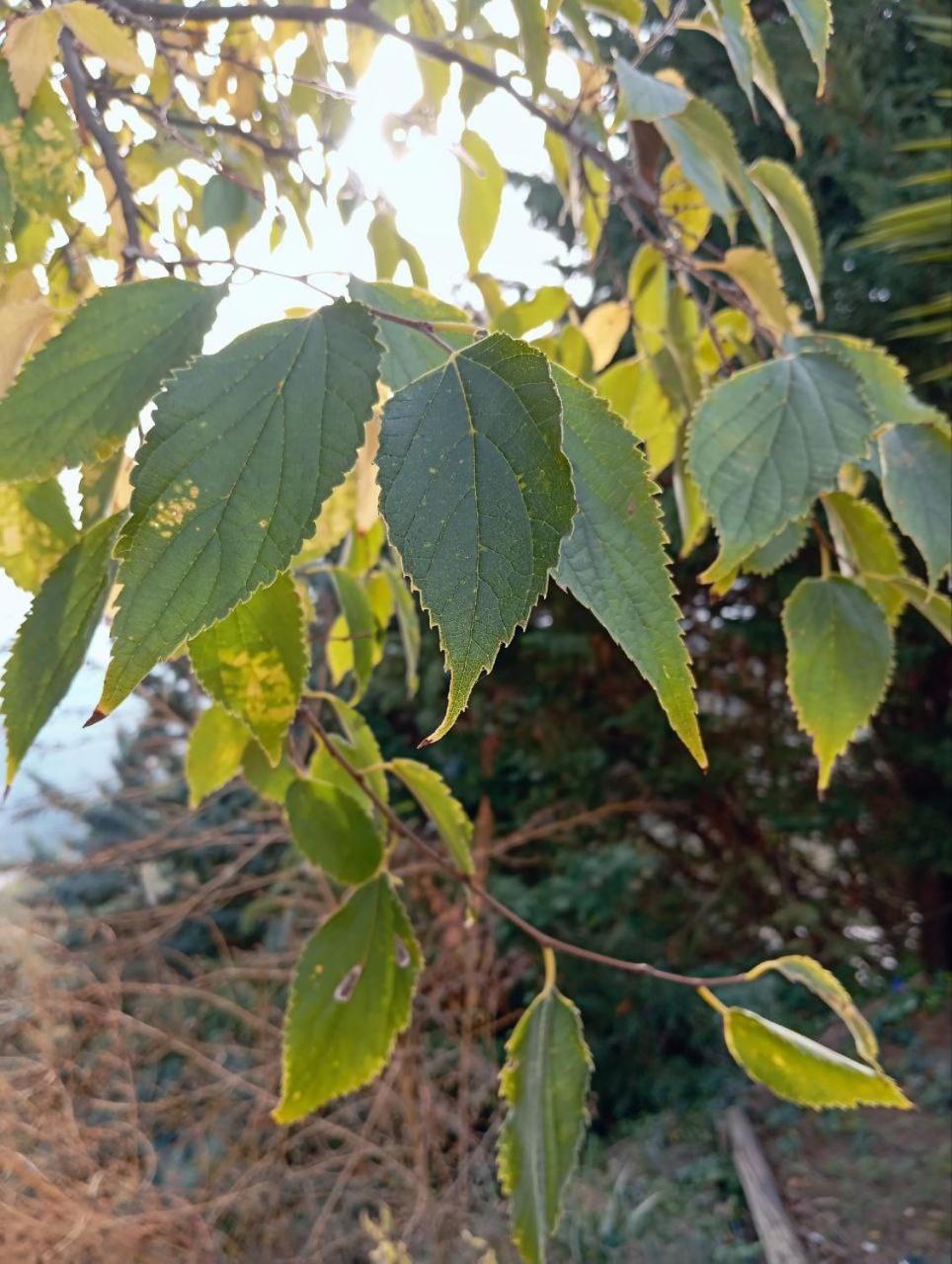 Casa Jardin Natural Sedella Εξωτερικό φωτογραφία