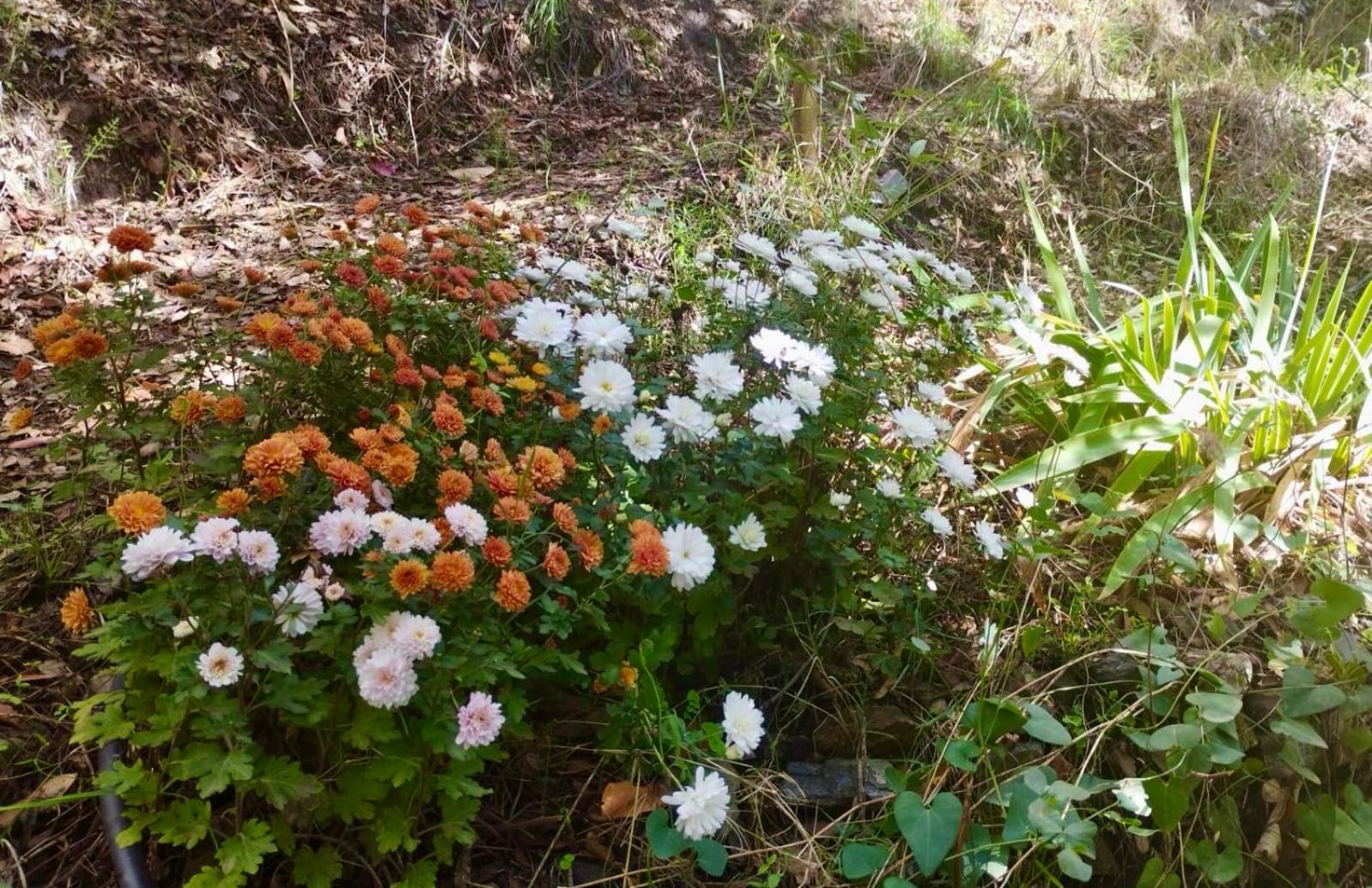 Casa Jardin Natural Sedella Εξωτερικό φωτογραφία